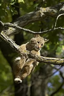 Sandstone Gallery: Young bobcat (Lynx rufus) hanging onto a branch
