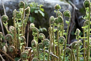 Fern Prints: Young bracken shoots, Dartmoor National Park, Devon, England, United Kingdom, Europe