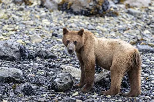 Brown Bear Prints: Young brown bear (Ursus arctos), foraging for invertebrates at low tide in Glacier Bay