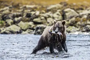 Caught Prints: Young brown bear (Ursus arctos) fishing for pink salmon at low tide in Pavlof Harbour