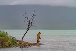 Salmon Prints: Young brown bear (Ursus arctos) standing looking for salmon
