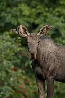 Images Dated 5th May 2009: Young bull moose (Alces alces), Kincaid Park, Anchorage, Alaska, United States of America
