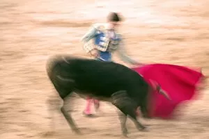 Images Dated 17th September 2006: Young bulls (novillos) in the main square of the village used as the Plaza de Toros