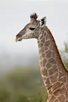 Giraffa Camelopardalis Giraffa Prints: Young Cape giraffe (Giraffa camelopardalis giraffa), Kruger National Park