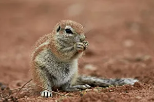 Wild Animals Prints: Young Cape ground squirrel (Xerus inauris) eating