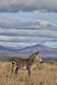 Looking Away Gallery: Young Cape mountain zebra (Equus zebra zebra), Mountain Zebra National Park, South Africa