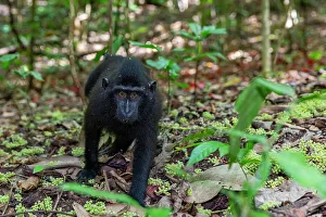 Young Celebes crested macaque (Macaca nigra), foraging in Tangkoko Batuangus Nature Reserve, Sulawesi, Indonesia, Southeast Asia, Asia