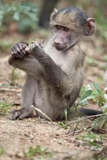 Images Dated 13th March 2010: Young chacma baboon (Papio cynocephalus ursinus), Kruger National Park