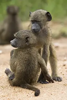 Chacma Prints: Young chacma baboons (Papio cynocephalus ursinus) playing