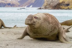 Natural History Prints: Young challenger bull southern elephant seal (Mirounga leonina) fleeing from beachmaster bull