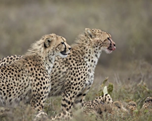 Serengeti Prints: Two young cheetah (Acinonyx jubatus)