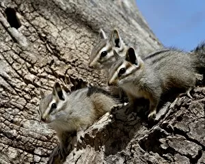 Images Dated 7th April 2010: Three young cliff chipmunk (Eutamias dorsalis), Chiricahuas, Coronado National Forest
