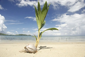 Coconut Palm Prints: Young coconut palm tree establishing itself on an island, Fiji, Pacific
