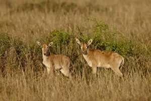 Images Dated 9th October 2007: Two young Cokes Hartebeest (Alcelaphus buselaphus cokii), Masai Mara National Reserve