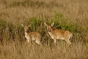 Two young Cokes Hartebeest (Alcelaphus buselaphus cokii), Masai Mara National Reserve