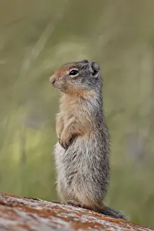 Albert A Prints: Young Columbian ground squirrel (Citellus columbianus)