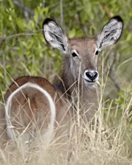 Looking Over Shoulder Prints: Young common waterbuck (Ellipsen waterbuck) (Kobus ellipsiprymnus ellipsiprymnus)