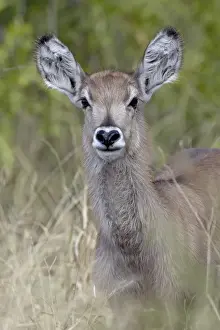 Young common waterbuck (Ellipsen waterbuck) (Kobus ellipsiprymnus ellipsiprymnus)