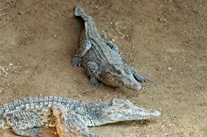 Images Dated 5th January 2010: Young crocodiles in the Crocodile Breeding Centre, Laguna del Tesoro (Treasure Lagoon)