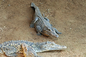 Young crocodiles in the Crocodile Breeding Centre, Laguna del Tesoro (Treasure Lagoon) Young crocodiles in the Crocodile Breeding Centre, Laguna del Tesoro (Treasure Lagoon)