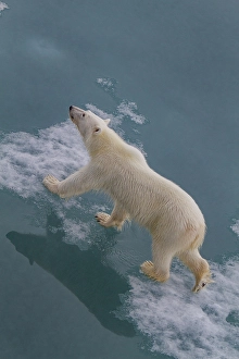 Ursus Prints: Young curious female polar bear (Ursus maritimus)