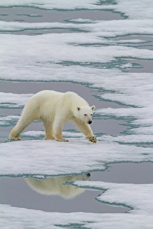 Ursus Prints: Young curious female polar bear (Ursus maritimus)