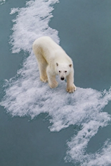 Ursus Prints: Young curious female polar bear (Ursus maritimus)