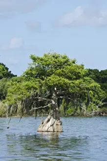 Swamp Prints: Young cyprus tree, Everglades, UNESCO World Heritage Site
