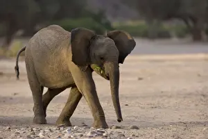 Young desert-dwelling elephant (Loxodonta africana africana)