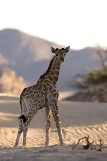 Young desert giraffe (Giraffa camelopardalis capensis)