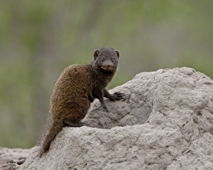 Images Dated 11th November 2007: Young Dwarf Mongoose (Helogale parvula), Kruger National Park, South Africa, Africa
