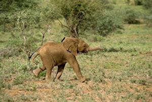 Samburu Prints: Young elephant