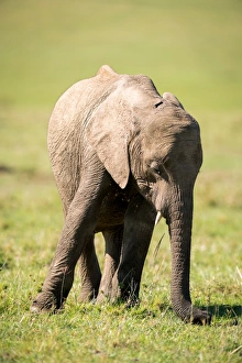 Masai Mara Prints: Young elephant, Masai Mara, Kenya, East Africa, Africa