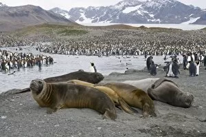 Young elephant seals and king penguins, St. Andrews Bay, South Georgia, South Atlantic