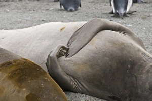 Young elephant seals, St. Andrews Bay, South Georgia, South Atlantic Young elephant seals, St. Andrews Bay, South Georgia, South Atlantic