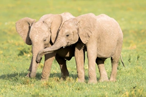 Masai Mara Prints: Young Elephants, Masai Mara, Kenya, East Africa, Africa