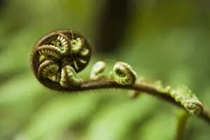 Images Dated 27th December 2007: Young frond of fern unfurling, Mount Bruce National Wildlife Centre, Wairarapa