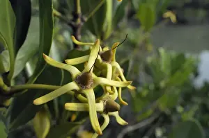 Taiwan Prints: Young fruits of Mangrove tree (Kandelia candel) overhanging tidal creek