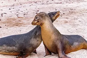 Heritage Site Prints: Young Galapagos sea lion bulls (Zalophus wollebaeki) mock-fighting in the Galapagos Islands