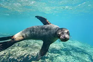 Blue Water Prints: Young Galapagos sea lion (Zalophus wollebaeki) at play underwater in the Galapagos Island Archipelago