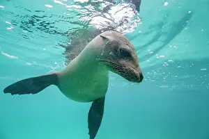 Marine Conservation Prints: Young Galapagos sea lion (Zalophus wollebaeki) at play underwater in the Galapagos Island Archipelago