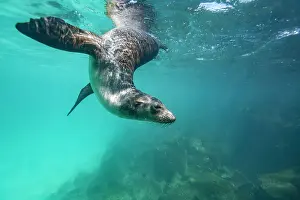 Marine Conservation Prints: Young Galapagos sea lion (Zalophus wollebaeki) at play underwater in the Galapagos Island Archipelago