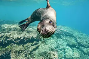 Marine Ecosystem Prints: Young Galapagos sea lion (Zalophus wollebaeki) at play underwater in the Galapagos Island Archipelago