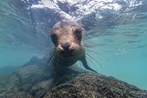 Marine Conservation Prints: Young Galapagos sea lion (Zalophus wollebaeki) at play underwater in the Galapagos Island Archipelago