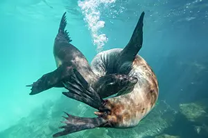 Marine Conservation Prints: Young Galapagos sea lions (Zalophus wollebaeki) at play underwater in the Galapagos Island Archipelago