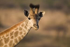 Young giraffe (Giraffa camelopardalis)