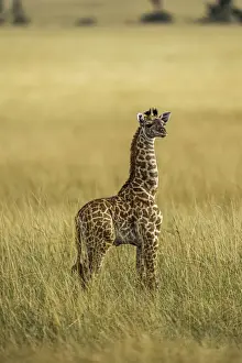 A young Giraffe (Giraffa), in the Msai Mara National Reserve, Kenya, East Africa