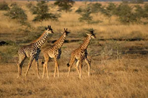Typically African Prints: Young giraffes (Giraffa camelopardalis), Serengeti National Park, Tanzania, East Africa