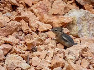Amphitheater Prints: A young golden-mantled ground squirrel (Callospermophilus lateralis)