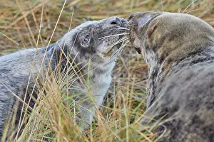 Pups Prints: A young Grey Seal pup (Halichoerus grypus) on the shore with its mother in winter